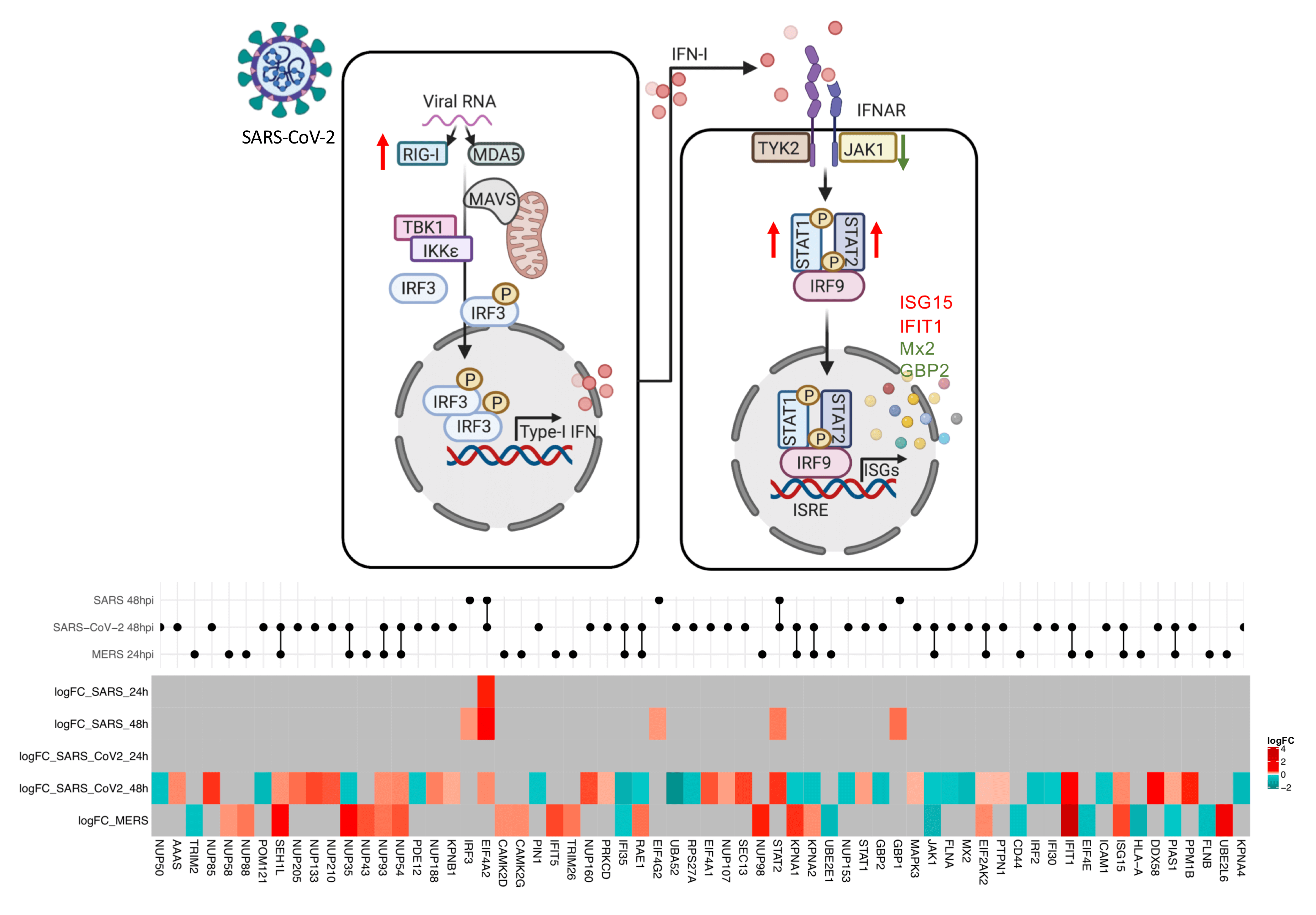 Interferon signatures in SARS-CoV-2 infected liver cells could provide knowledge for new antiviral therapies