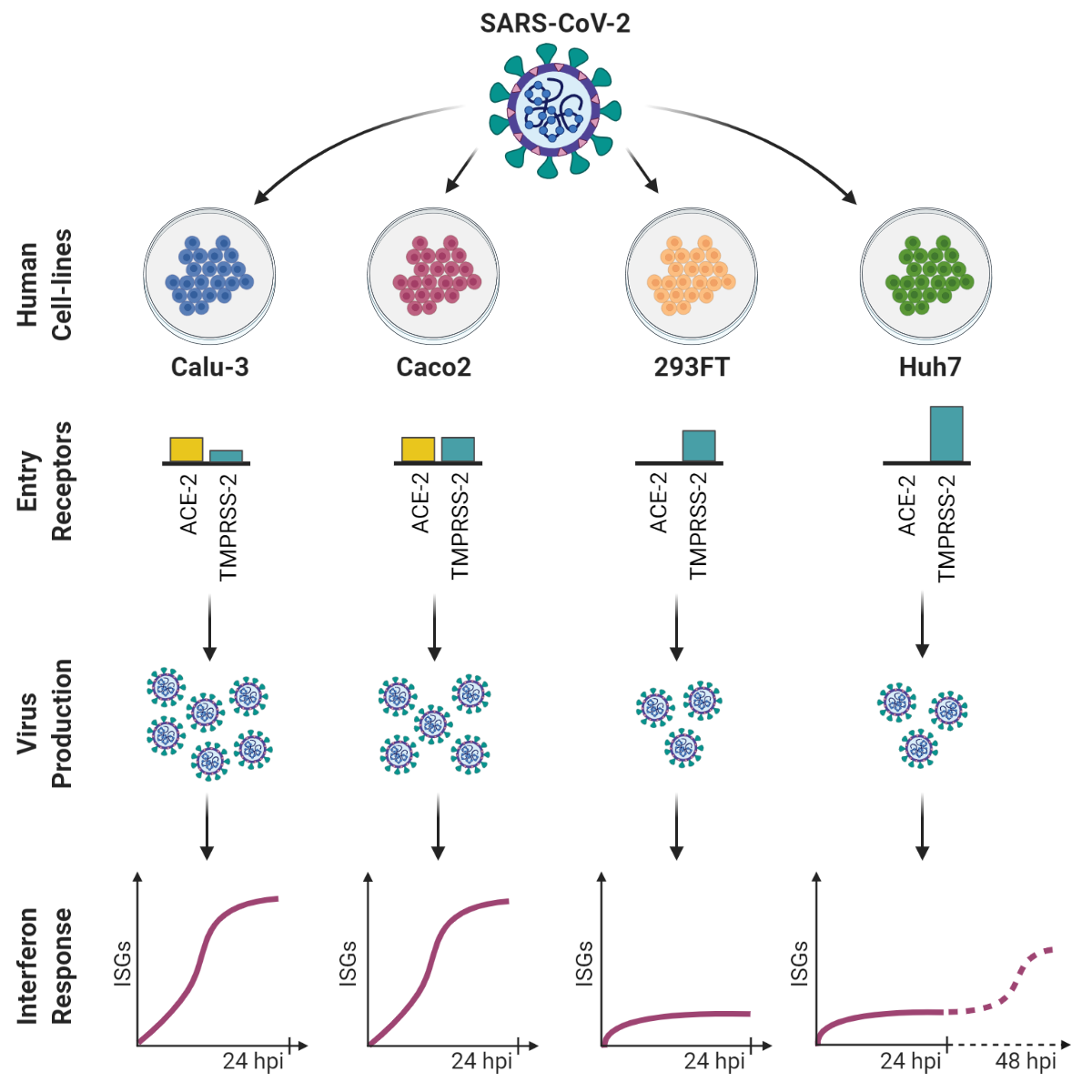 Quantitative proteomic provides important knowledge about cellular response against SARS CoV-2