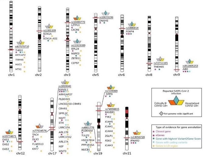 Human genetic mapping can provide insight about COVID-19 pathogenesis and drug development