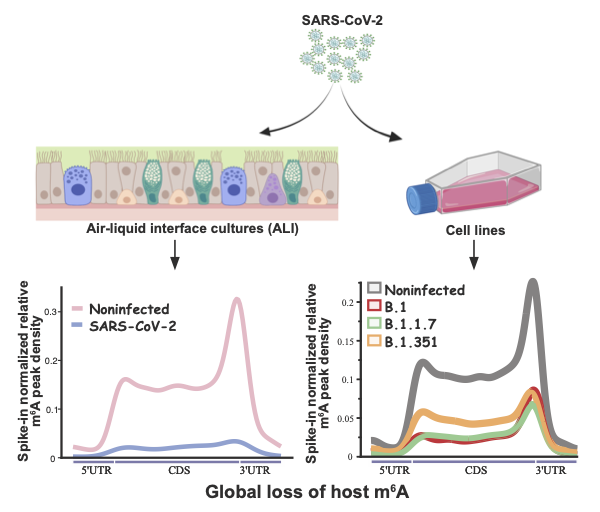 METTL3 localisation during SARS-CoV-2 infection could highlight new novel antiviral strategy