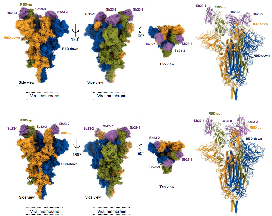 Synthetic nanobodies are easy to produce and can effectively neutralize SARS-CoV-2